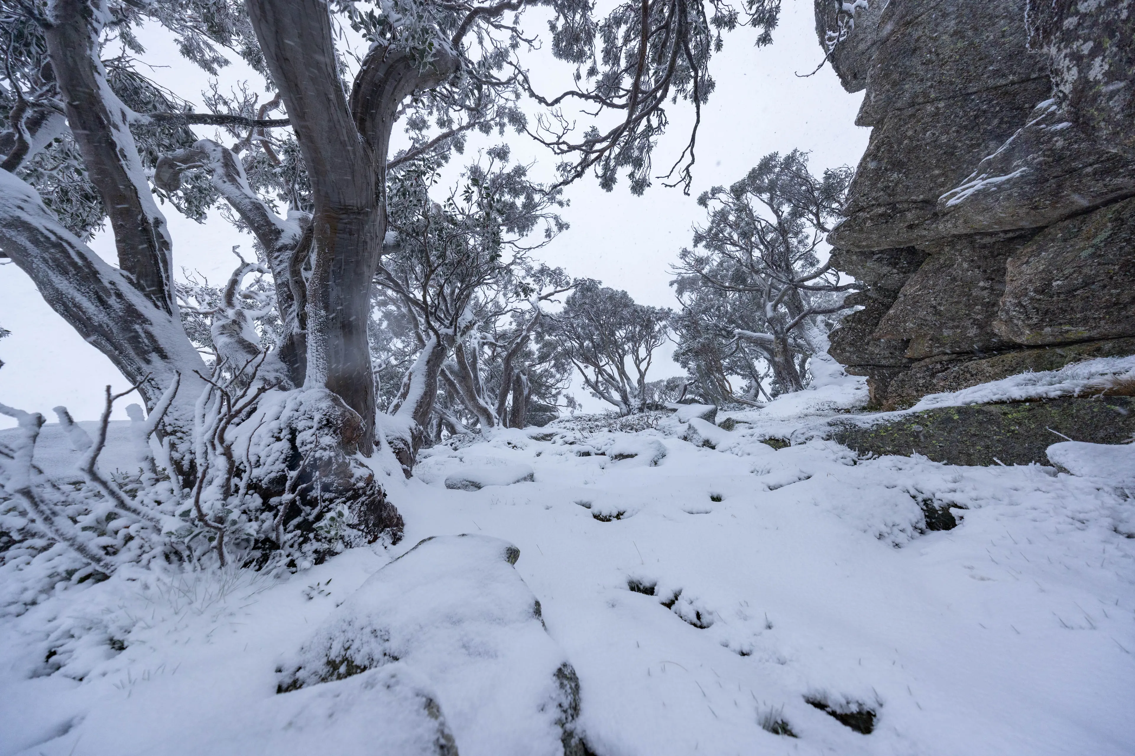 <p>COLD BLAST: A few solid centimetres of snow settling across the mountains in a cold snap late last week. PHOTO: Thredbo Media</p>\\n