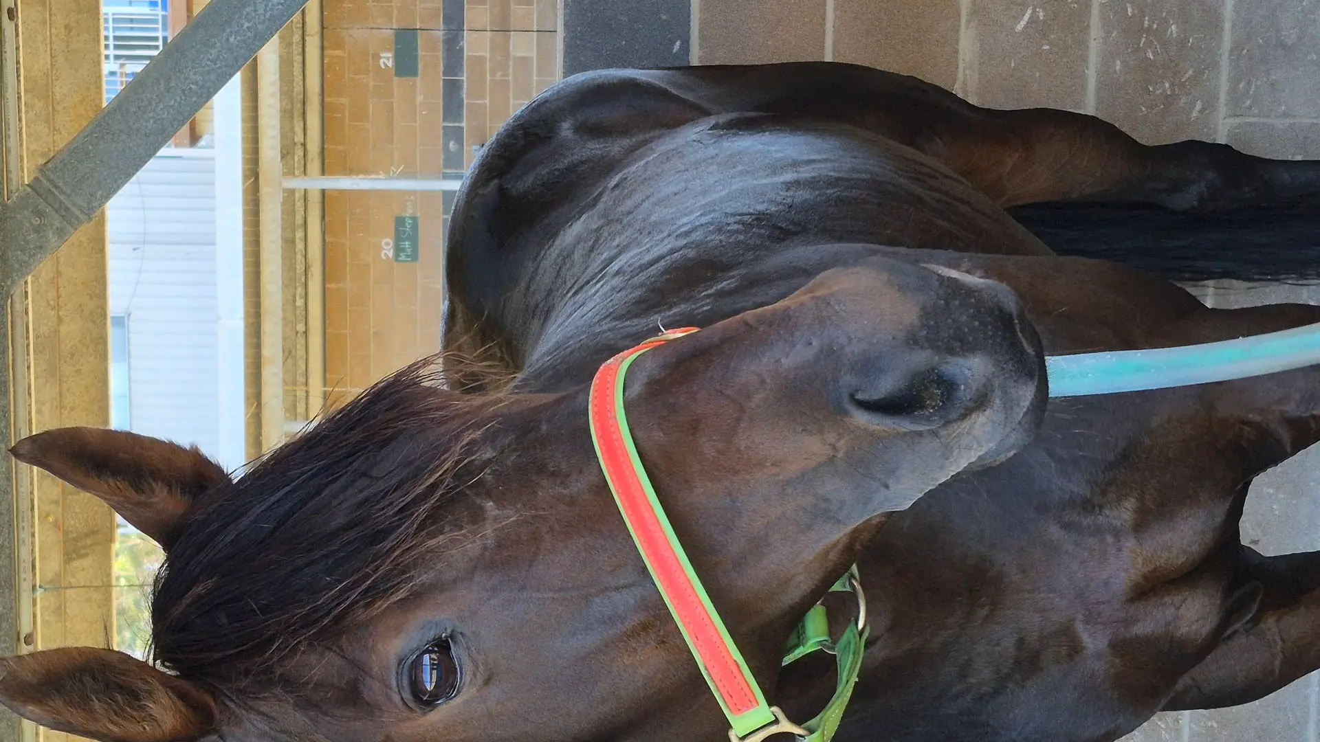 Jindabyne trained Gwennybegg wins again