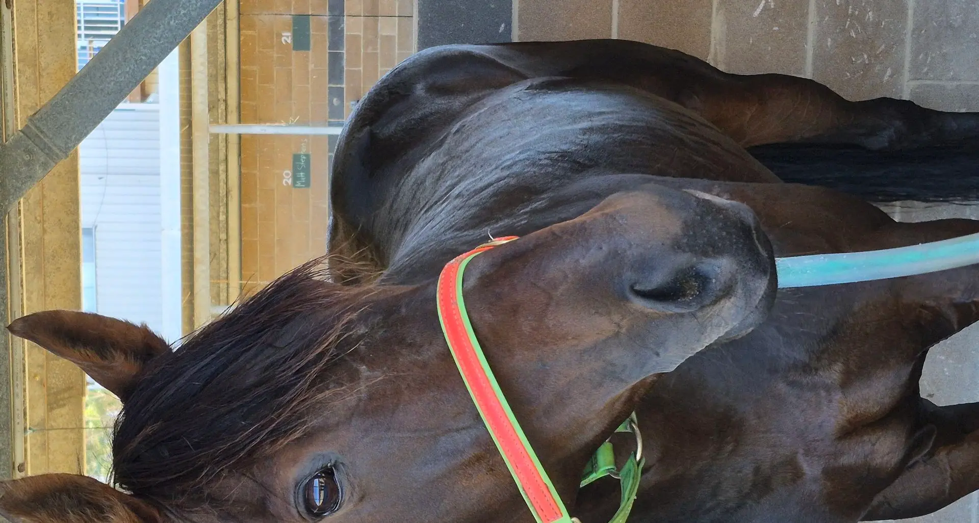 Jindabyne trained Gwennybegg wins again