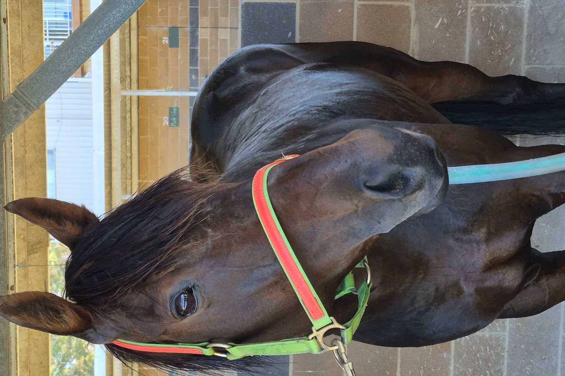 <p>WINNER: Gwennybegg\\u2019s has done it again, winning race number 17 in a terrific career so far. PHOTO: Supplied</p>\\n