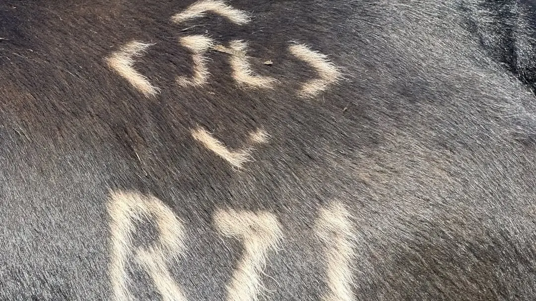 Police investigate cattle theft from Cooma property