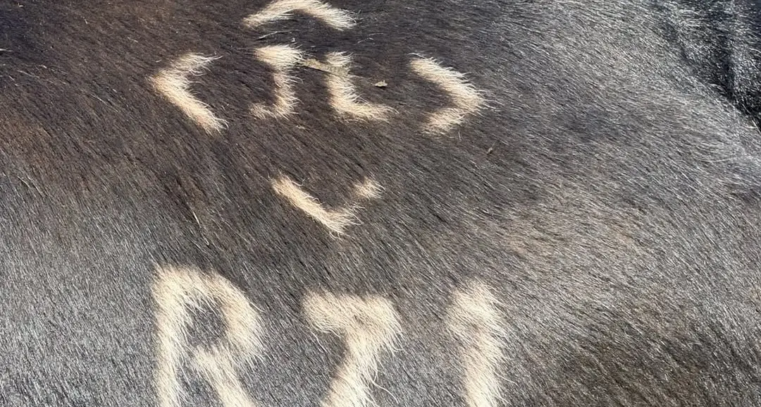 Police investigate cattle theft from Cooma property