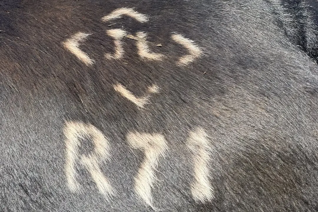 <p>CRIME: Monaro Rural Crime has started an investigation into the theft of cattle from a local property and are appealing for information. PHOTO: Supplied</p>\\n