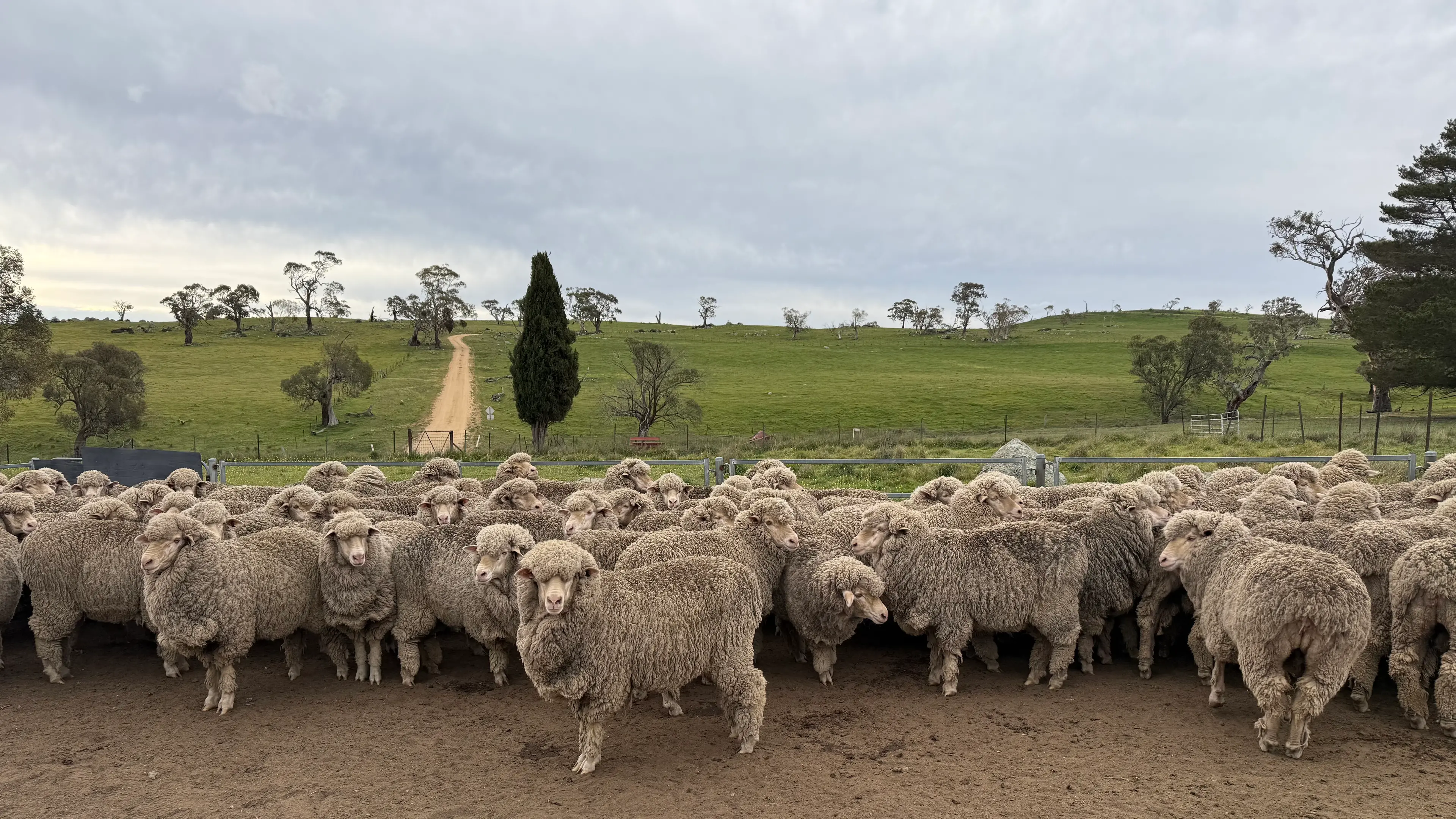 Quality Monaro Merinos on show