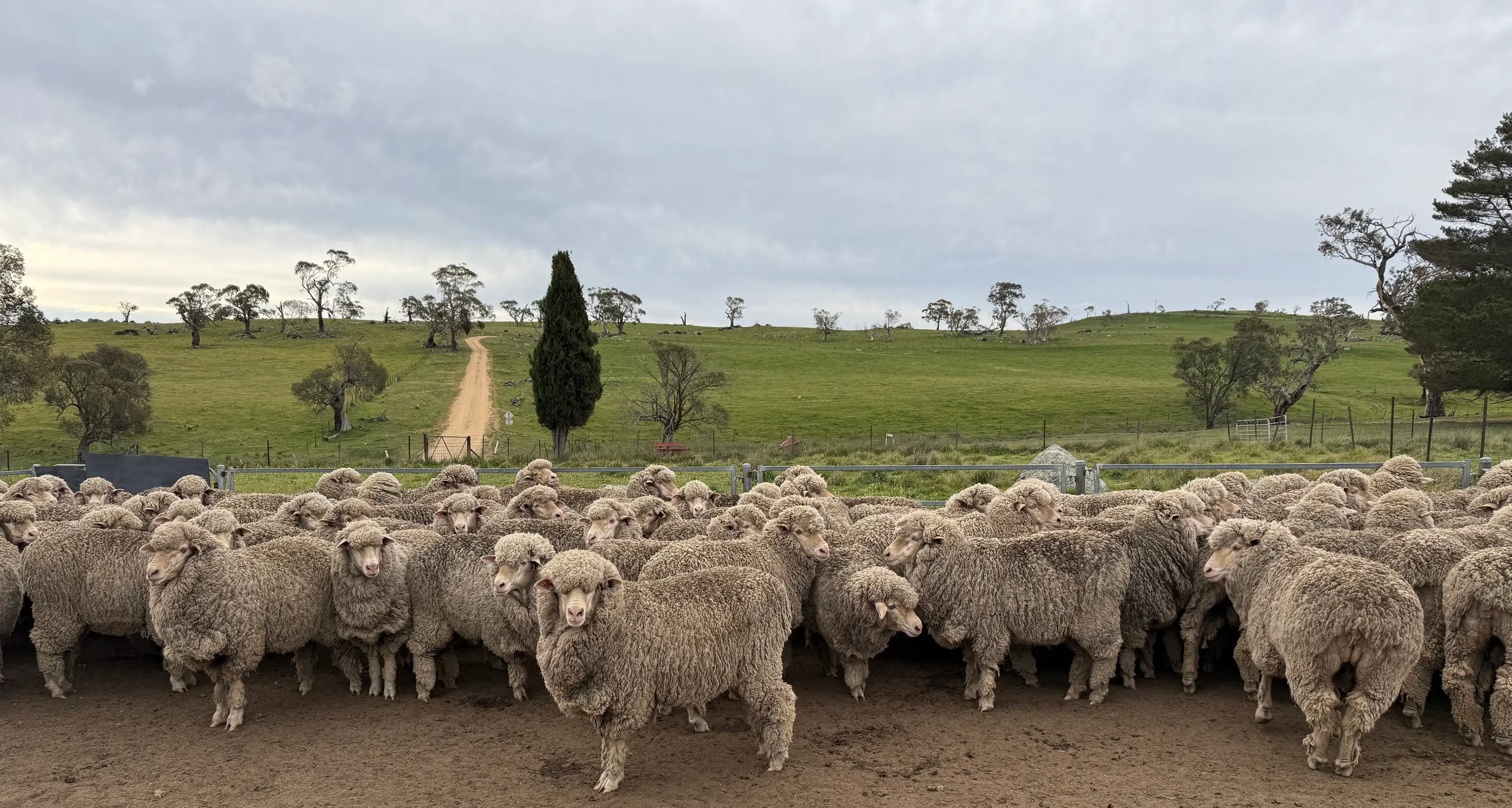 Quality Monaro Merinos on show