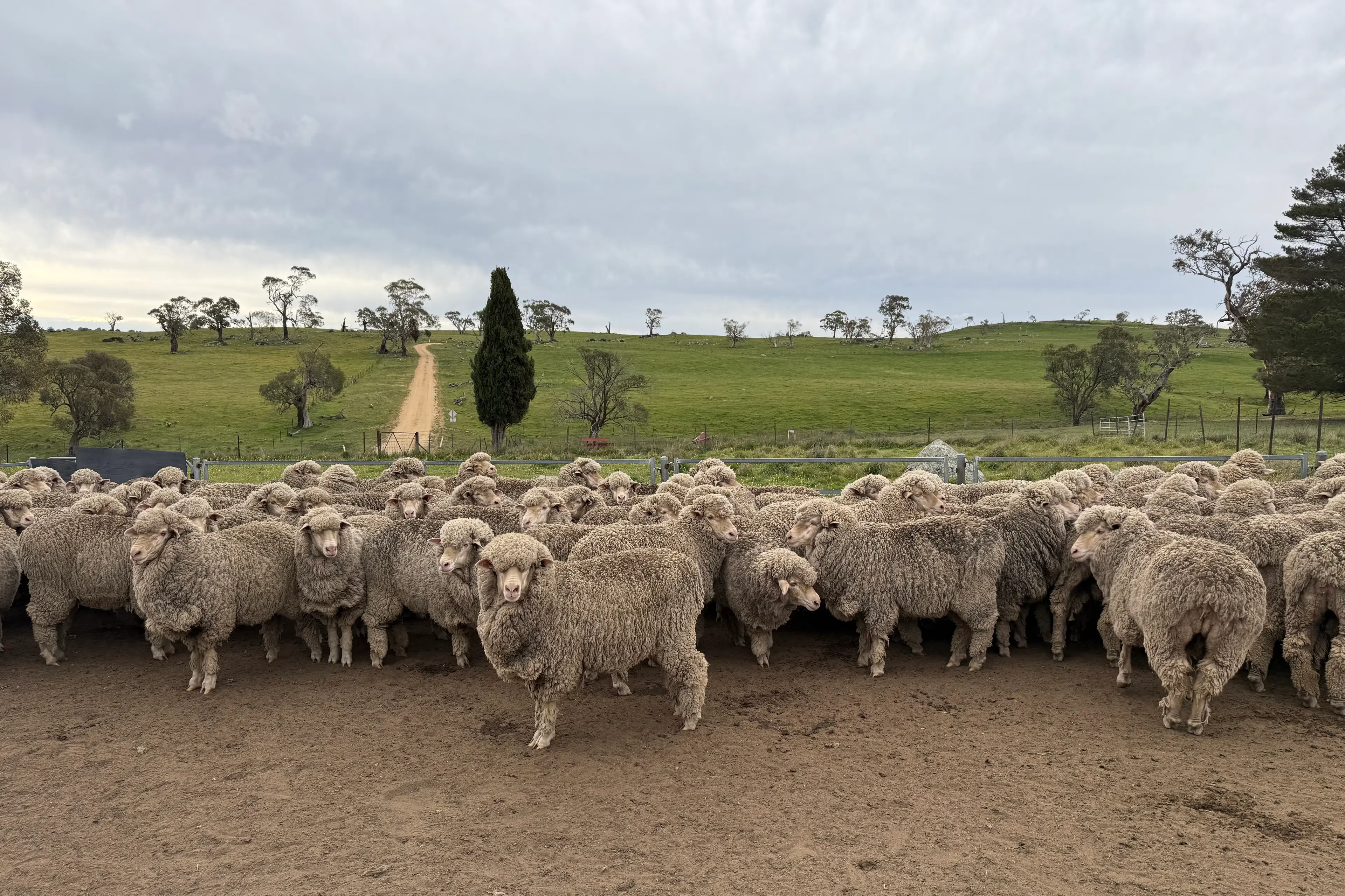 <p>CHAMPIONS: Berridale Ag Bureau\\'s 96th annual Merino ewe exhibition took place earlier this month. PHOTO: Supplied</p>\\n