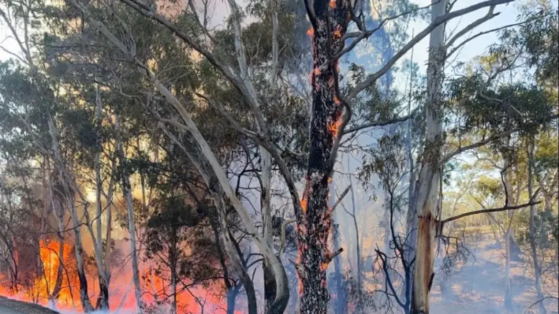African Lovegrass feedback on bush fire risk plan