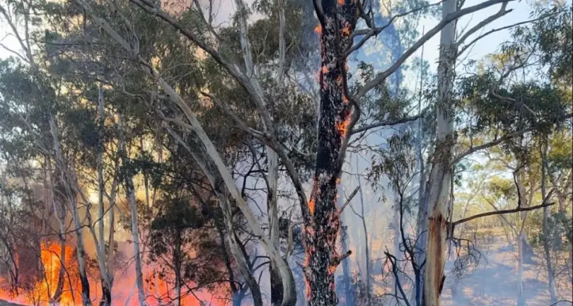 African Lovegrass feedback on bush fire risk plan