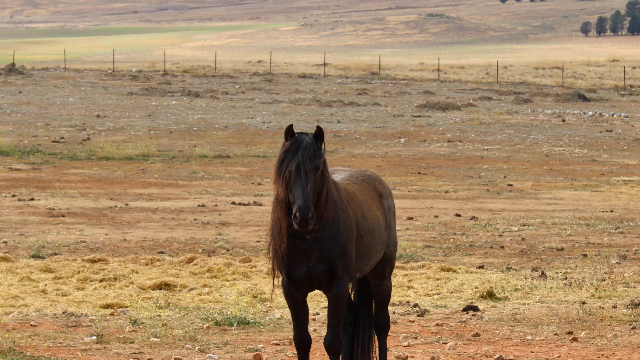 Cooma brumby sanctuary seeks help