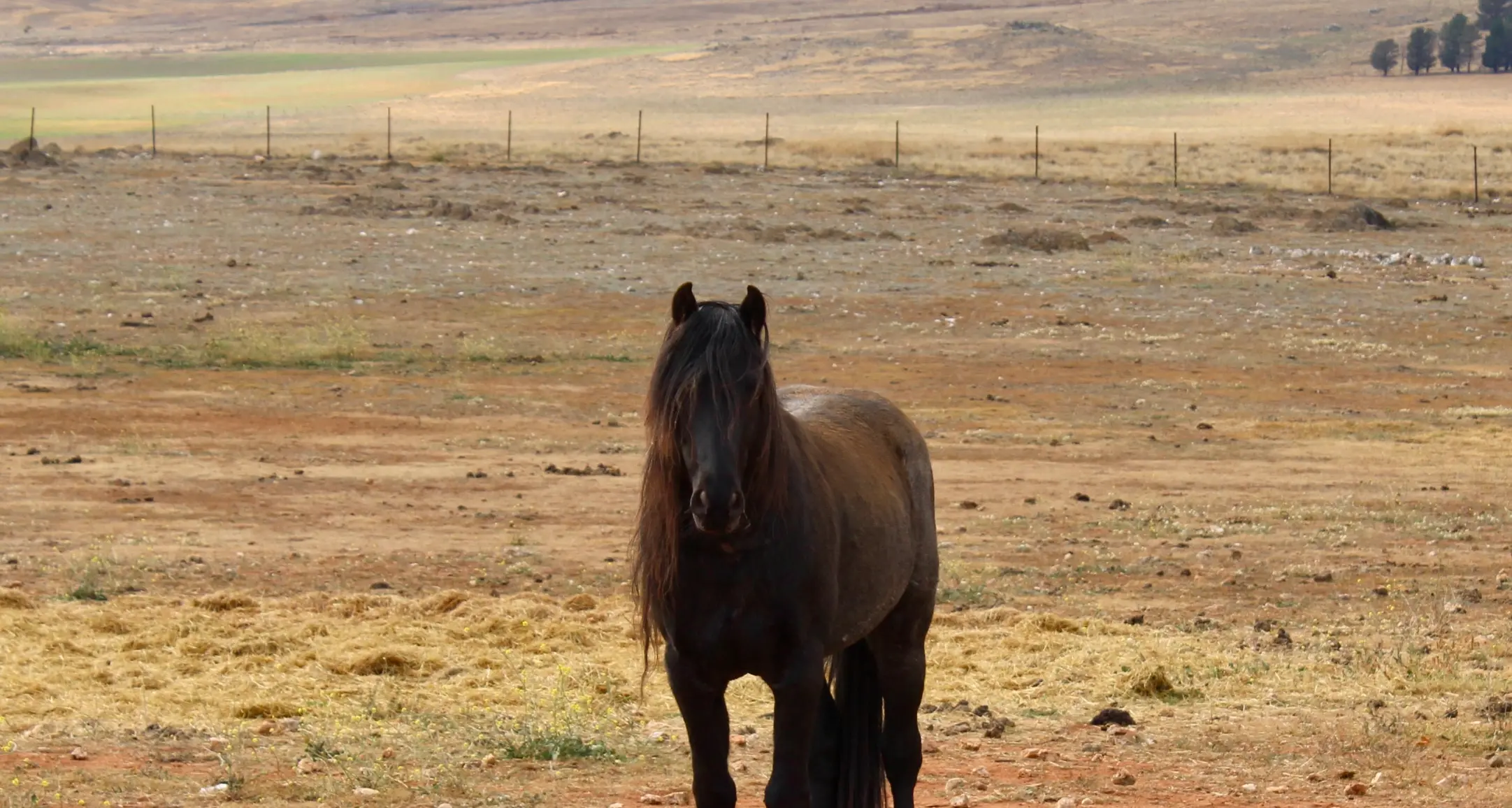 Cooma brumby sanctuary seeks help