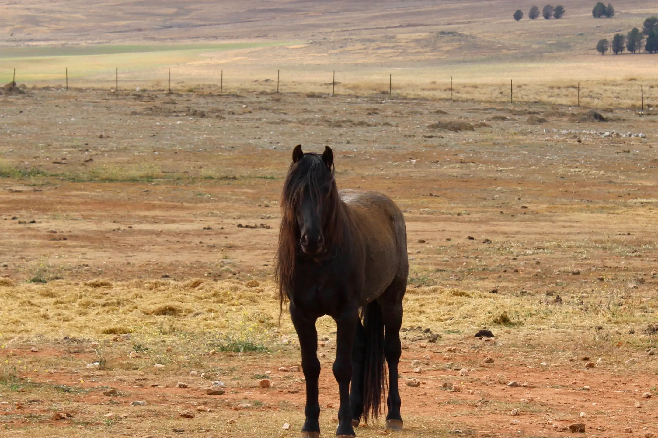 <p>HELP: \\'Blue Sun\\', a KNP stallion at Mountain Brumby Sanctuary Cooma that is continuing the blue roan bloodlines. PHOTO: Melinda Cairns Hack</p>\\n