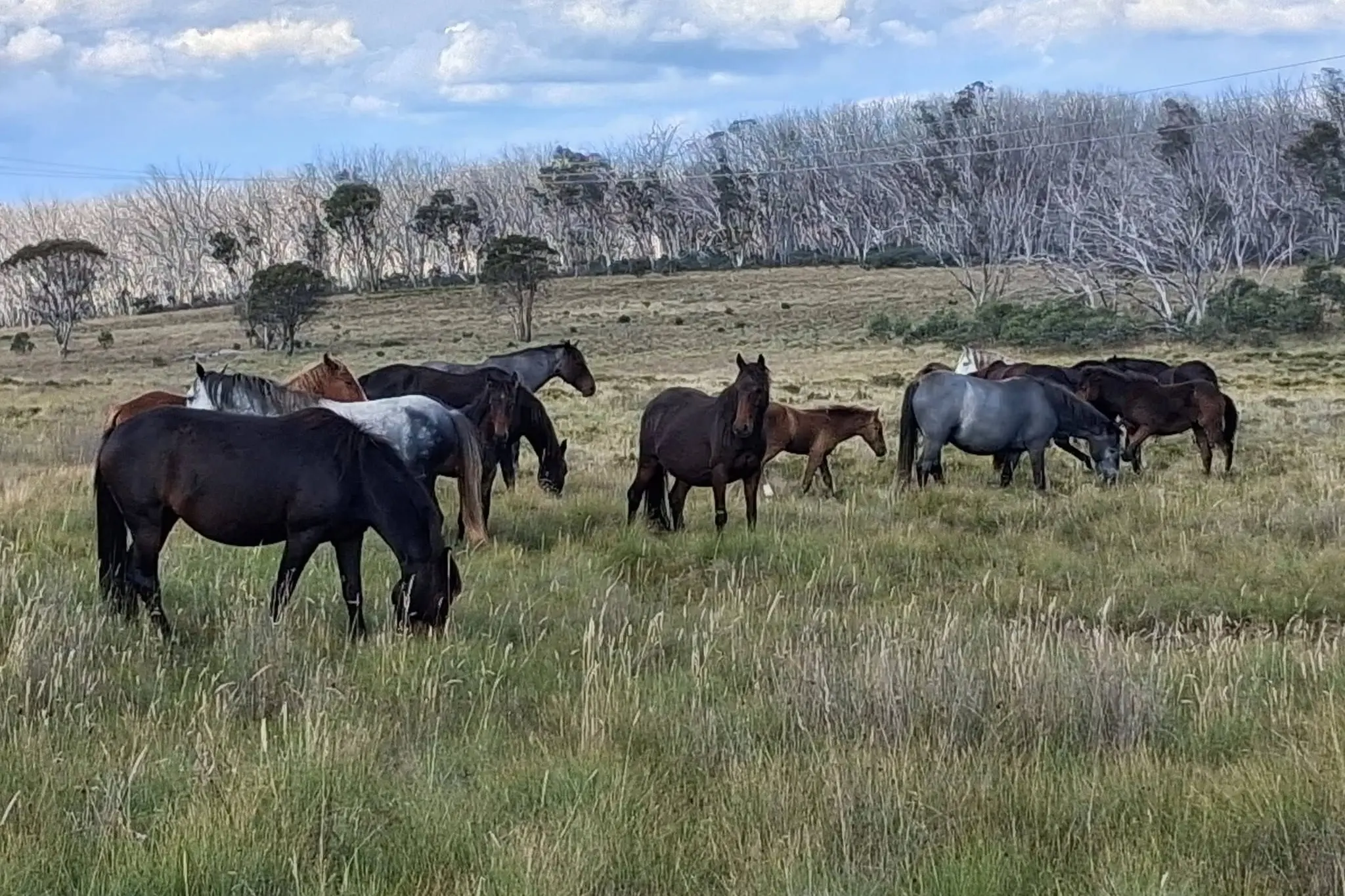 <p>UPSET: Brumby advocates are urging the state government to stop the latest Brumby cull. This image shows Brumbies in the Kosciuszko National Park earlier in the year. PHOTO: Supplied</p>\\n