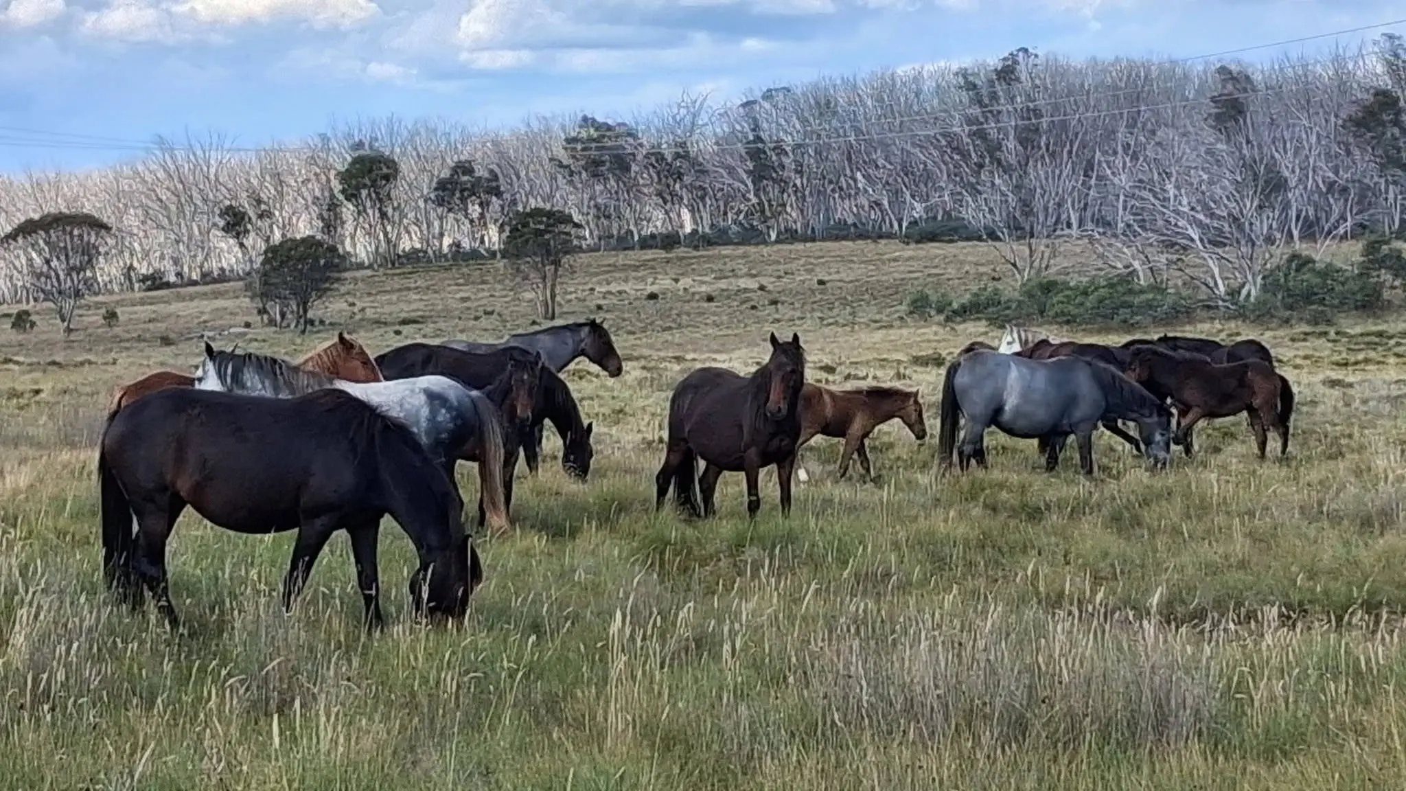 Emotions run high as Snowy Mountains Brumby cull continues