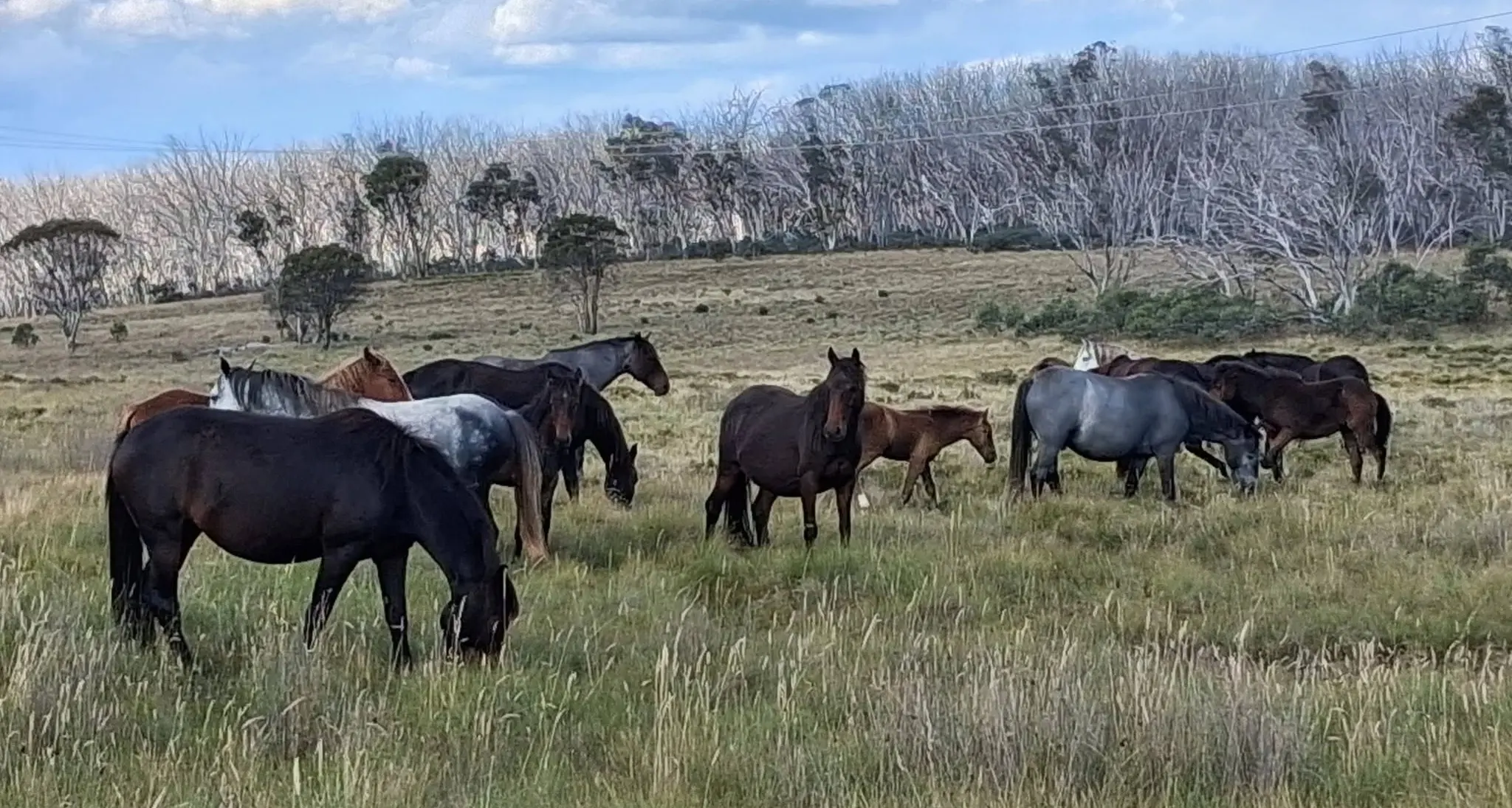Emotions run high as Snowy Mountains Brumby cull continues