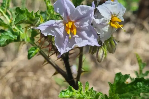 <p>THREAT: Preventing the introduction of sticky nightshade or eliminating it in its early stages of invasion is the best method of control. PHOTO: Supplied</p>\\n