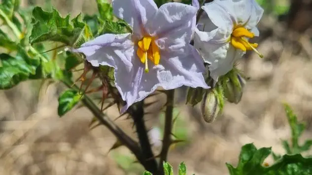 Sticky nightshade an emerging weed