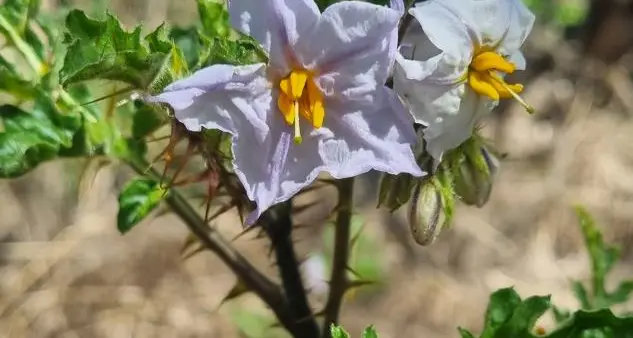 Sticky nightshade an emerging weed