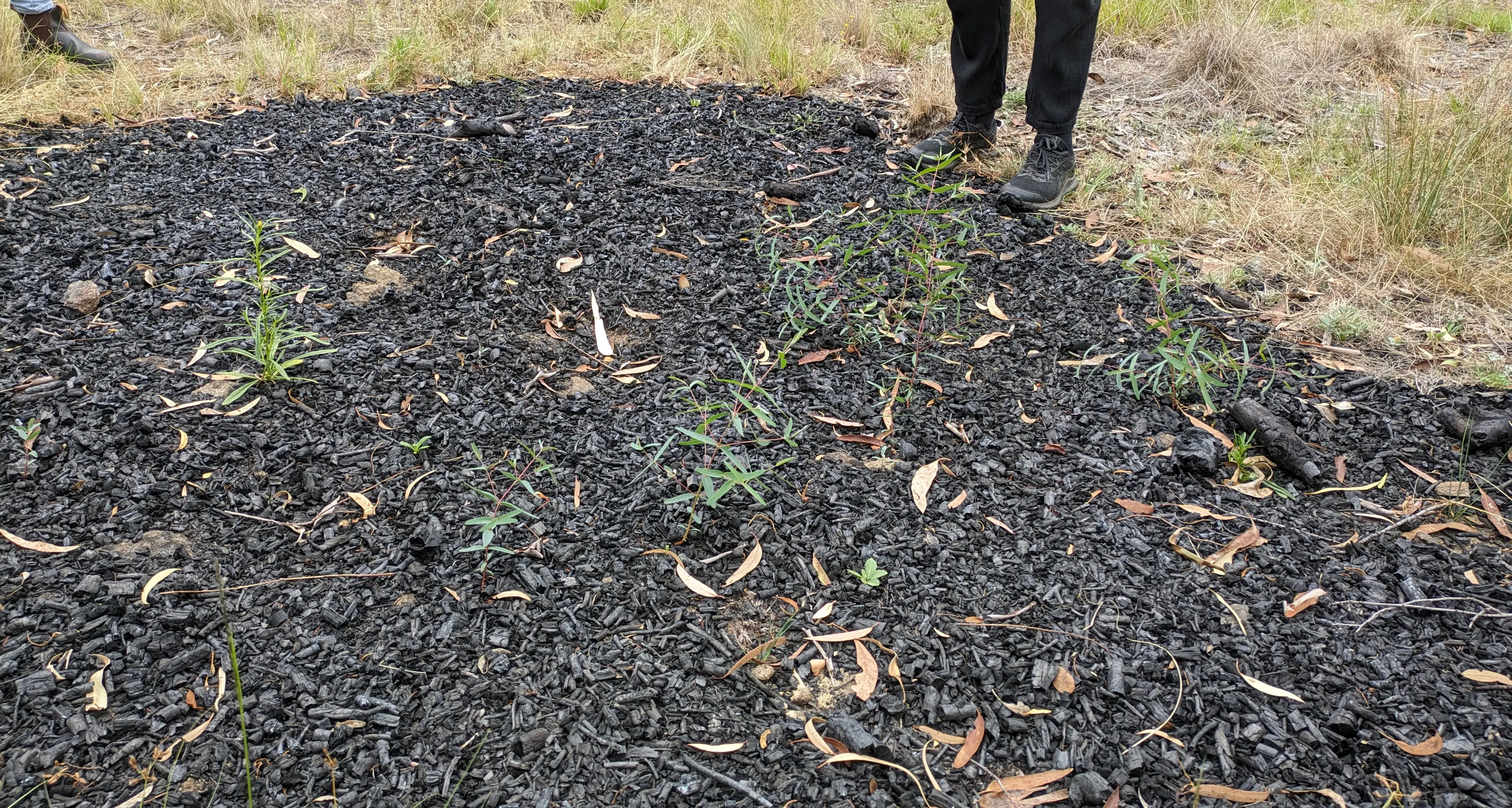 Cooma cultural burns to reduce fire risk
