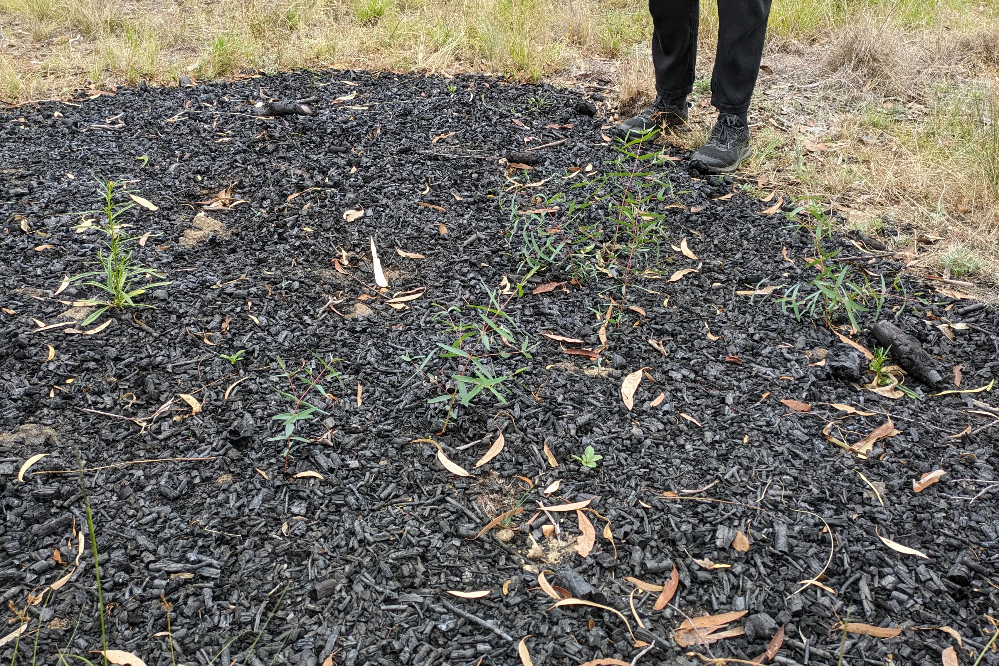 <p>ENVIRONMENT: Pile burns in the North Ridge Reserve saw the recruitment of Ribbon gum, a species in trouble in the district. PHOTO: Supplied</p>\\n