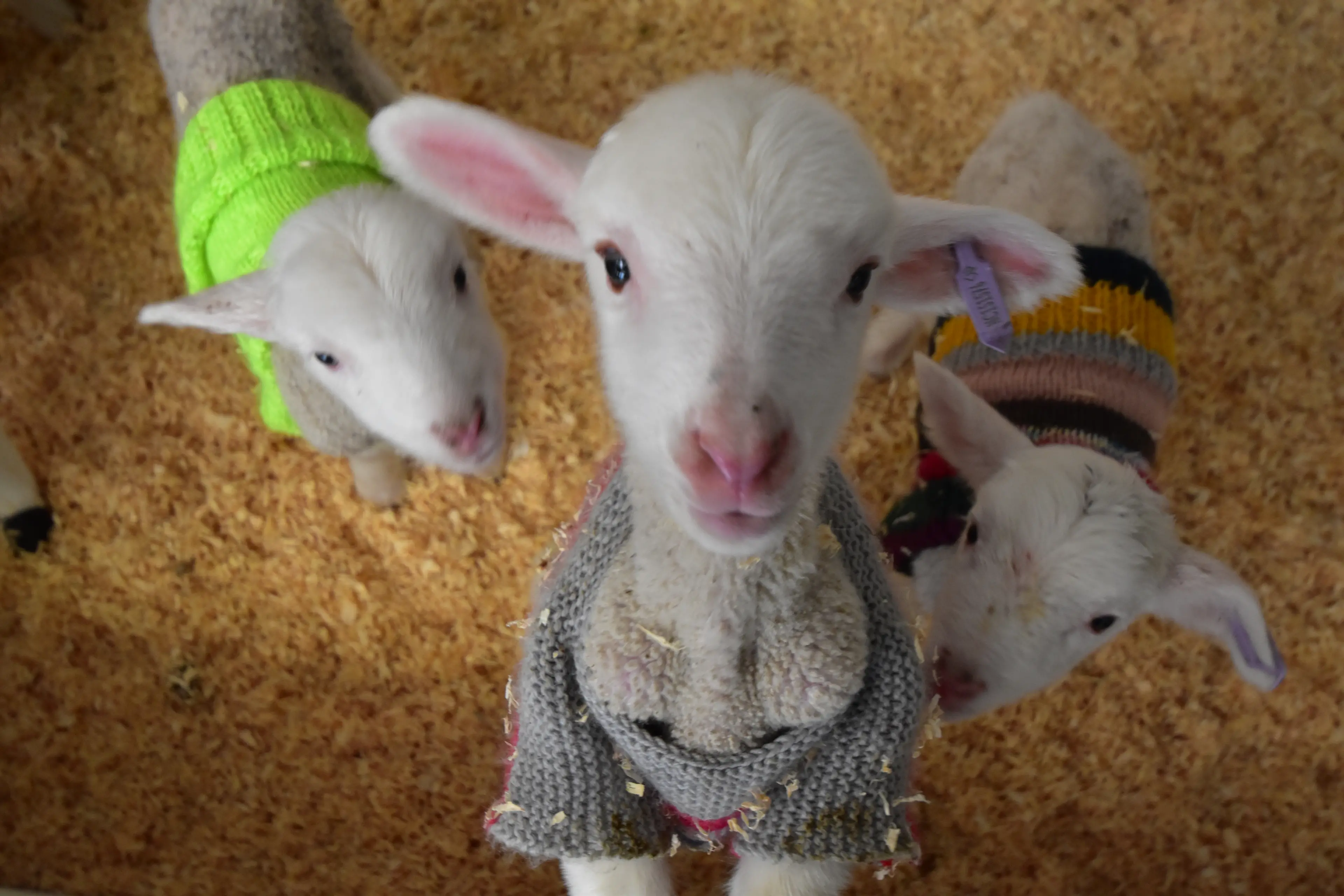 <p>EWE-BEAUTY: Orphaned lambs are being cared for by Cooma Correctional Centre inmates. PHOTO: Supplied</p>\\n