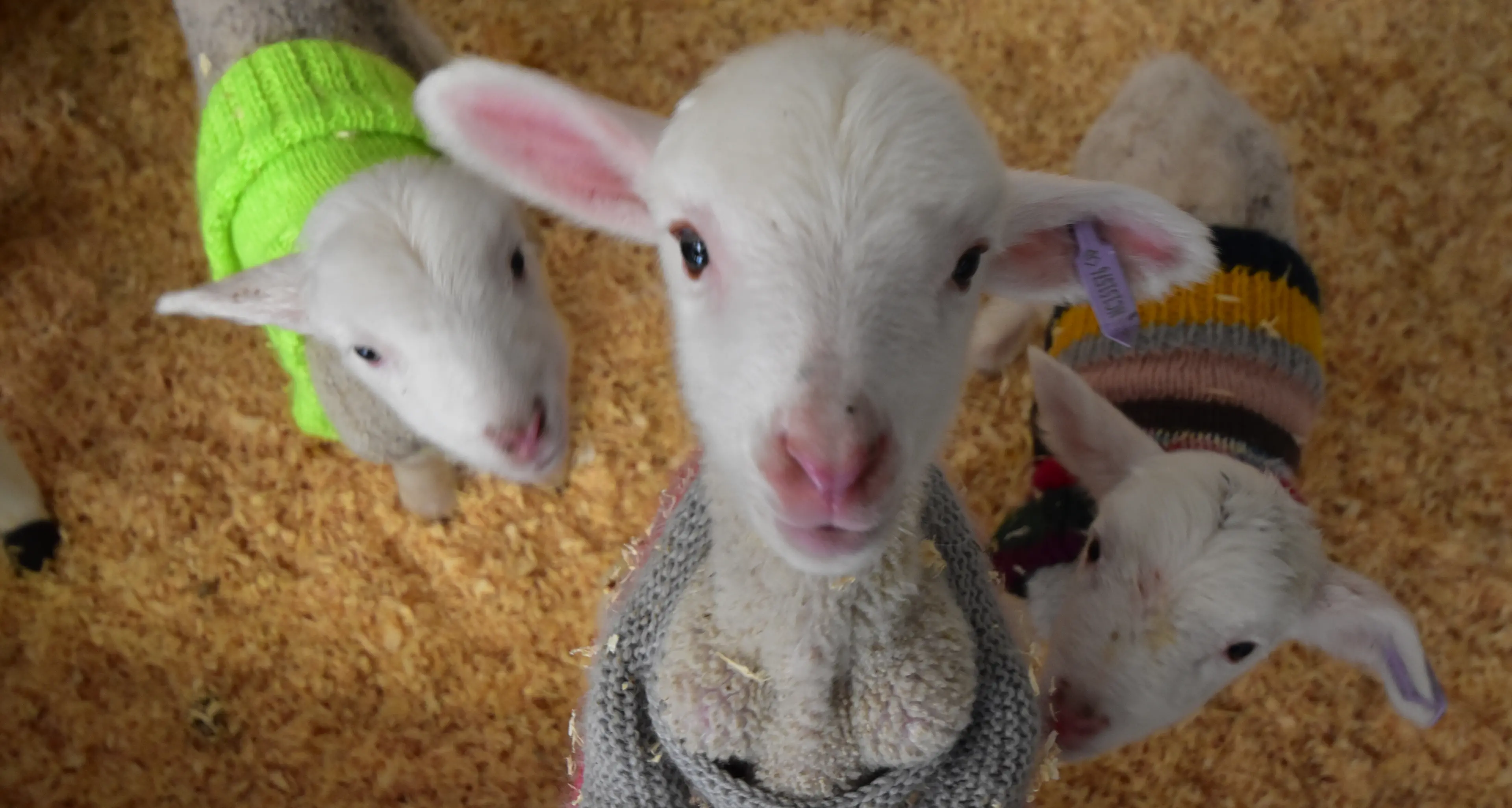 Cooma Correctional Centre Inmates raise lambs, support farmers