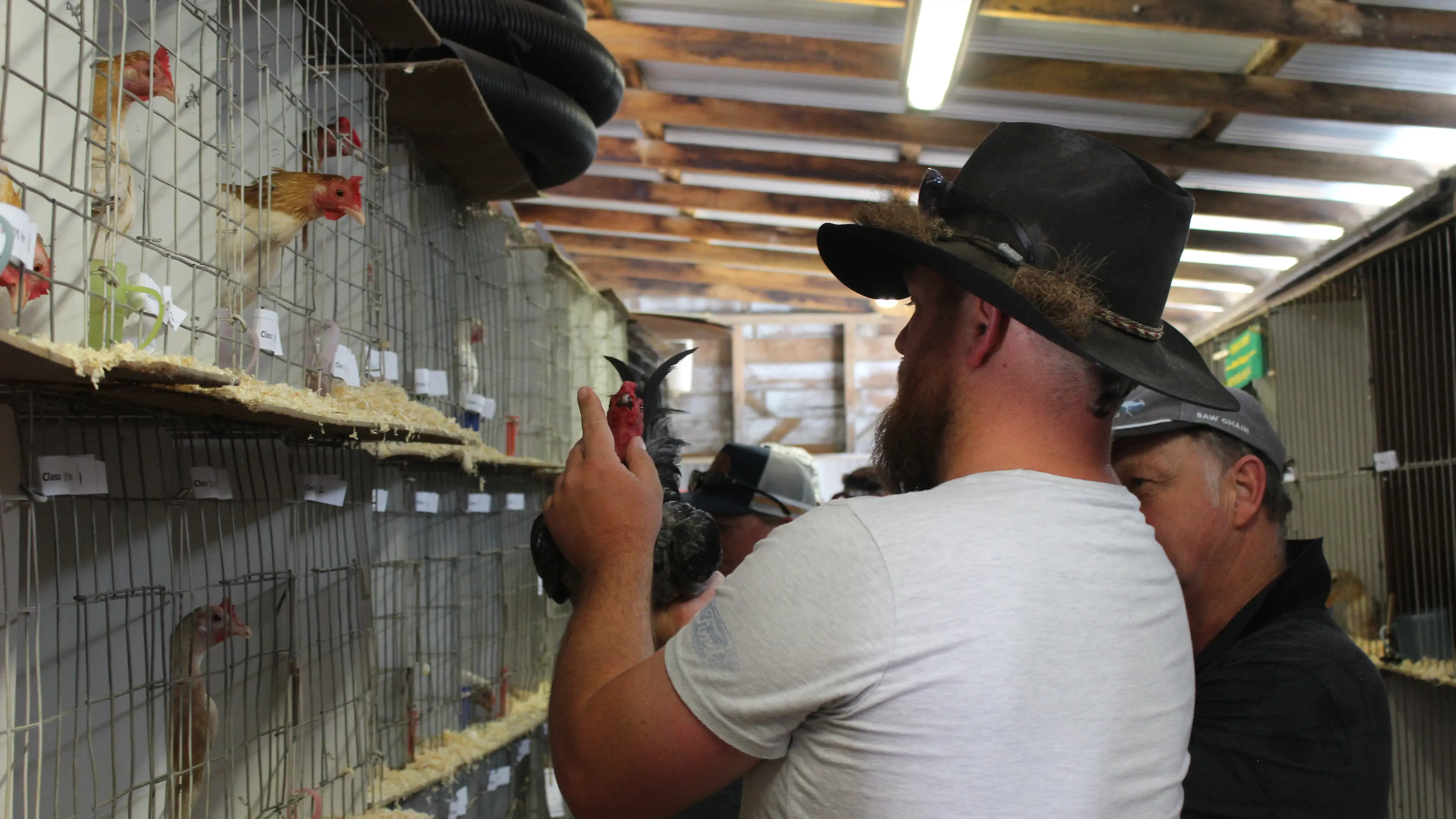 Snowy Monaro poultry keepers on alert for bird flu