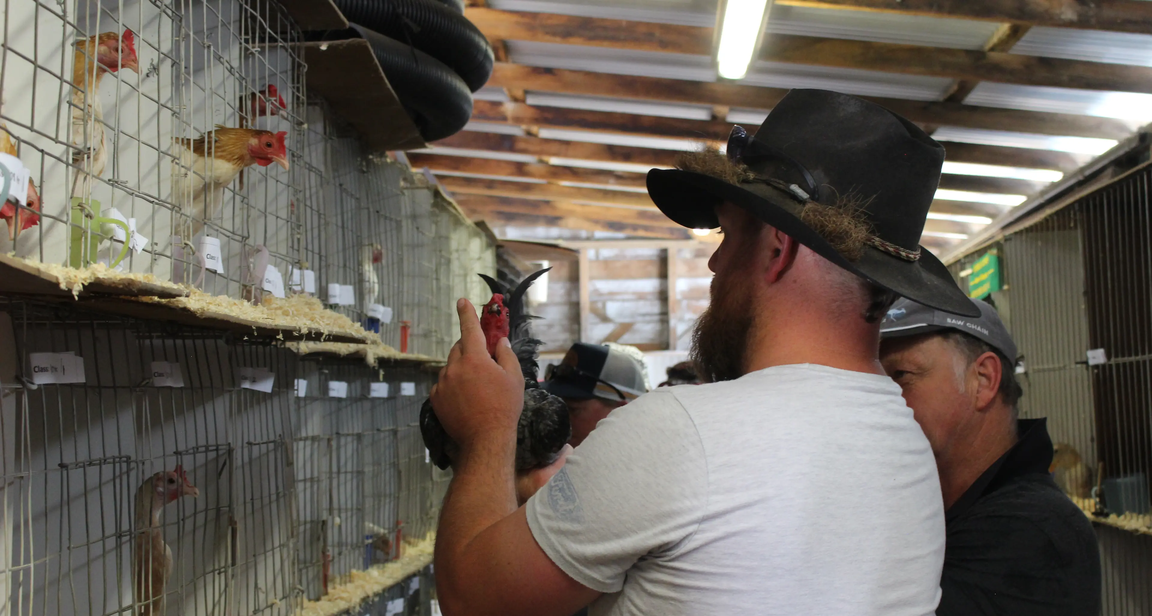 Snowy Monaro poultry keepers on alert for bird flu