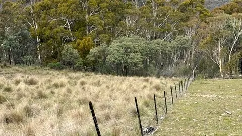 Snowy Brumby Horsemanship serrated tussock trial in action