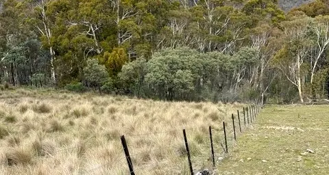Snowy Brumby Horsemanship serrated tussock trial in action