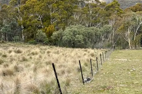 <p>SERRATED TUSSOCK TRIAL: A neighbours property on the left - Sidonie Carpenter\\'s Brumby has eaten along their fence line. PHOTO: Supplied</p>\\n