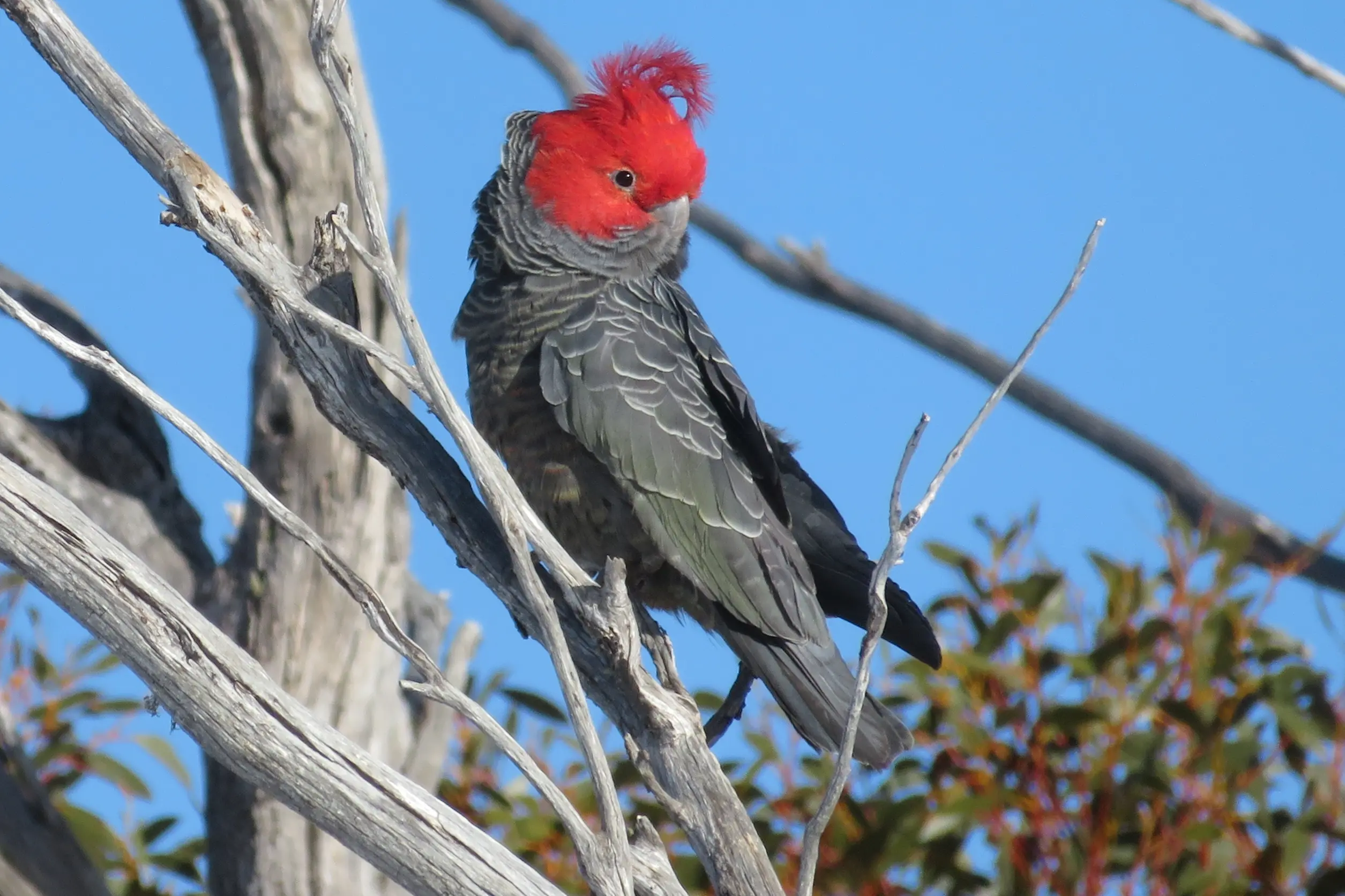 <p> SUSTAINABILITY: A project involving cultural burns and backyard re-planting will help improve the health of Cooma\\u2019s North Ridge Reserve. PHOTO: Supplied </p>\\n