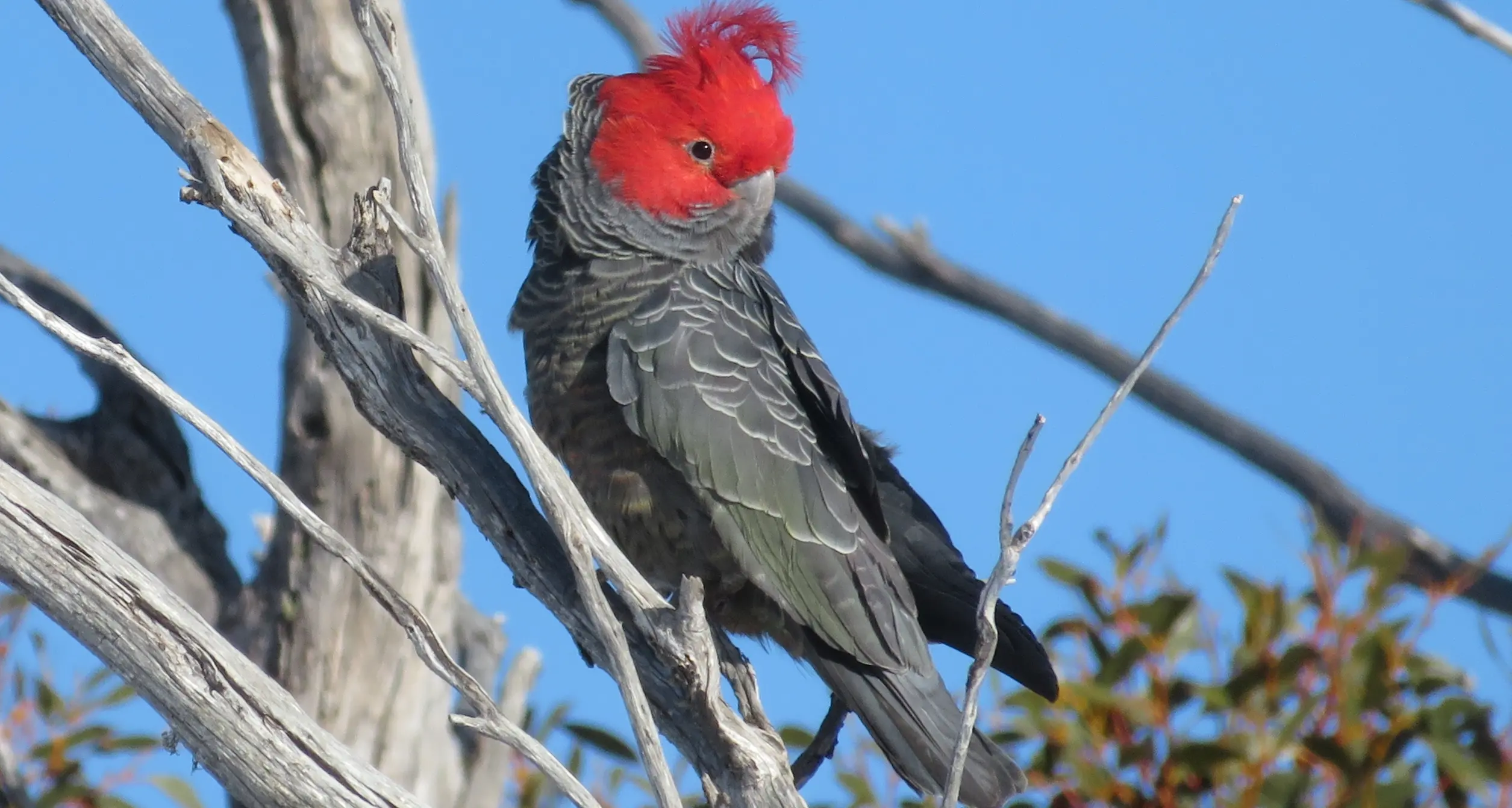 Project ‘Backyards for Biodiversity’ launched in Cooma North