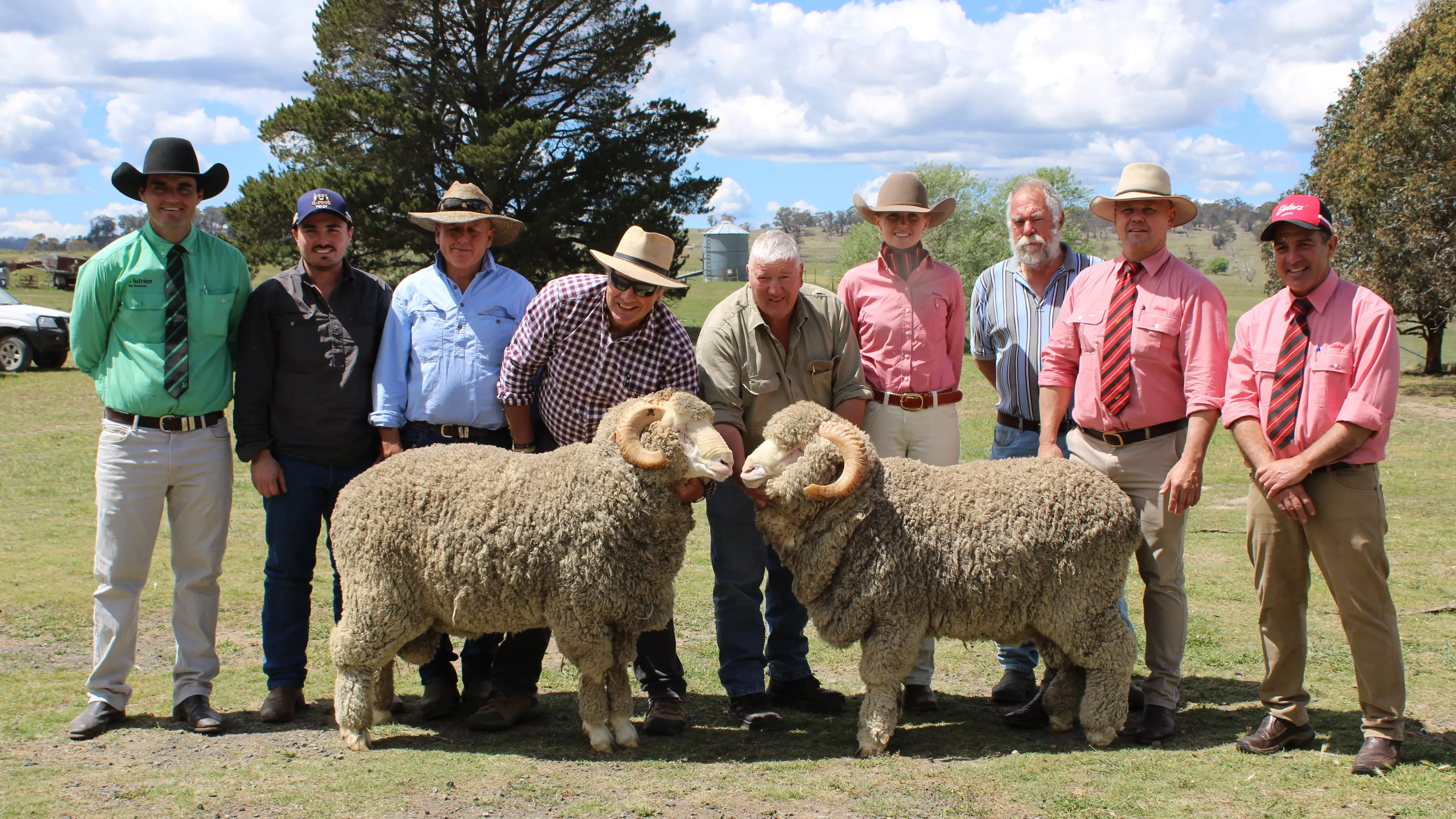 Two top-priced Adina rams
