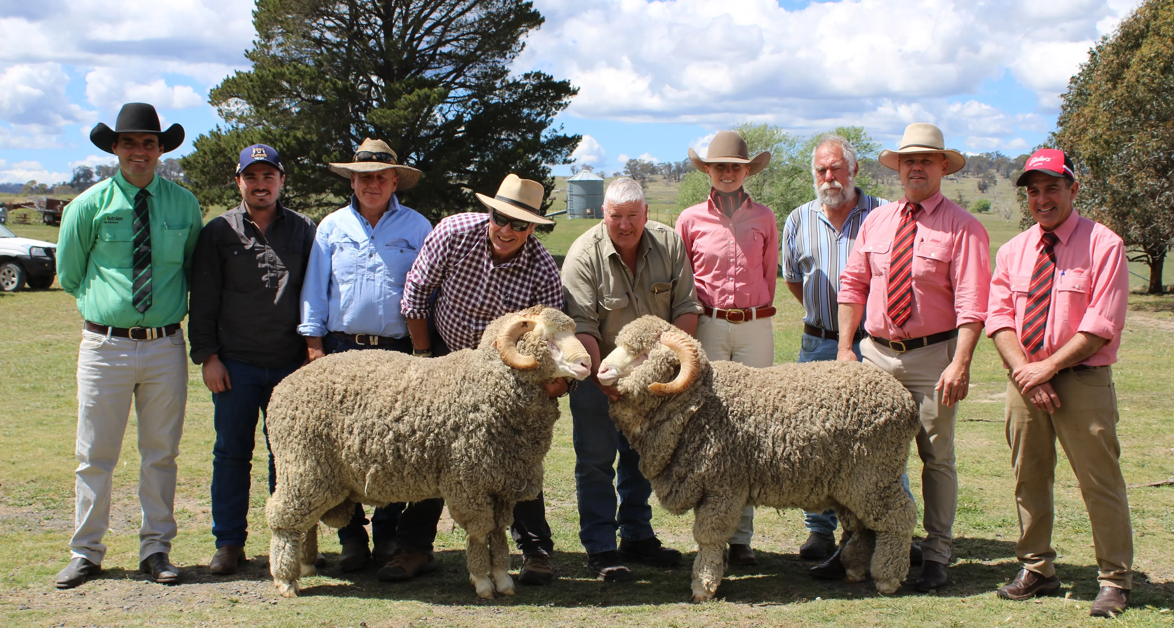 Two top-priced Adina rams